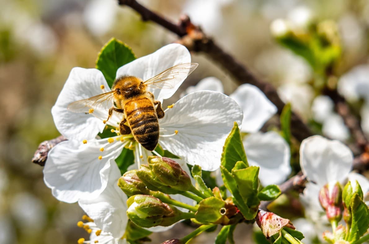 What Makes Urban Honey Different