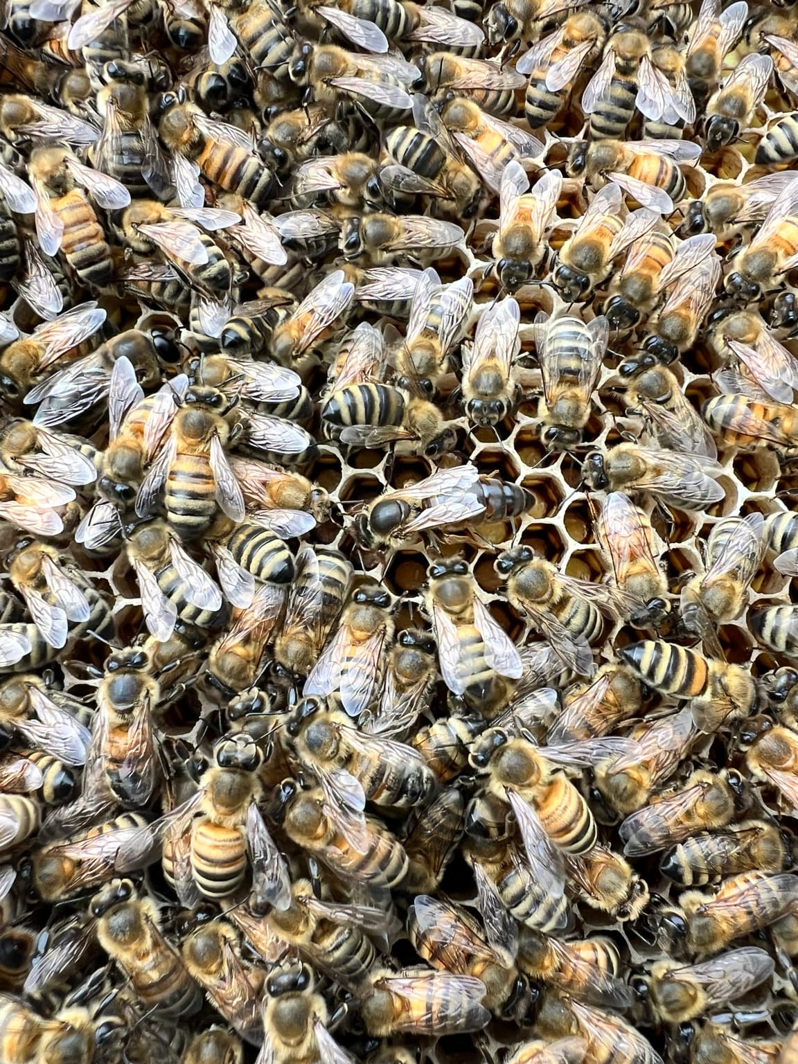 Dense cluster of honey bees