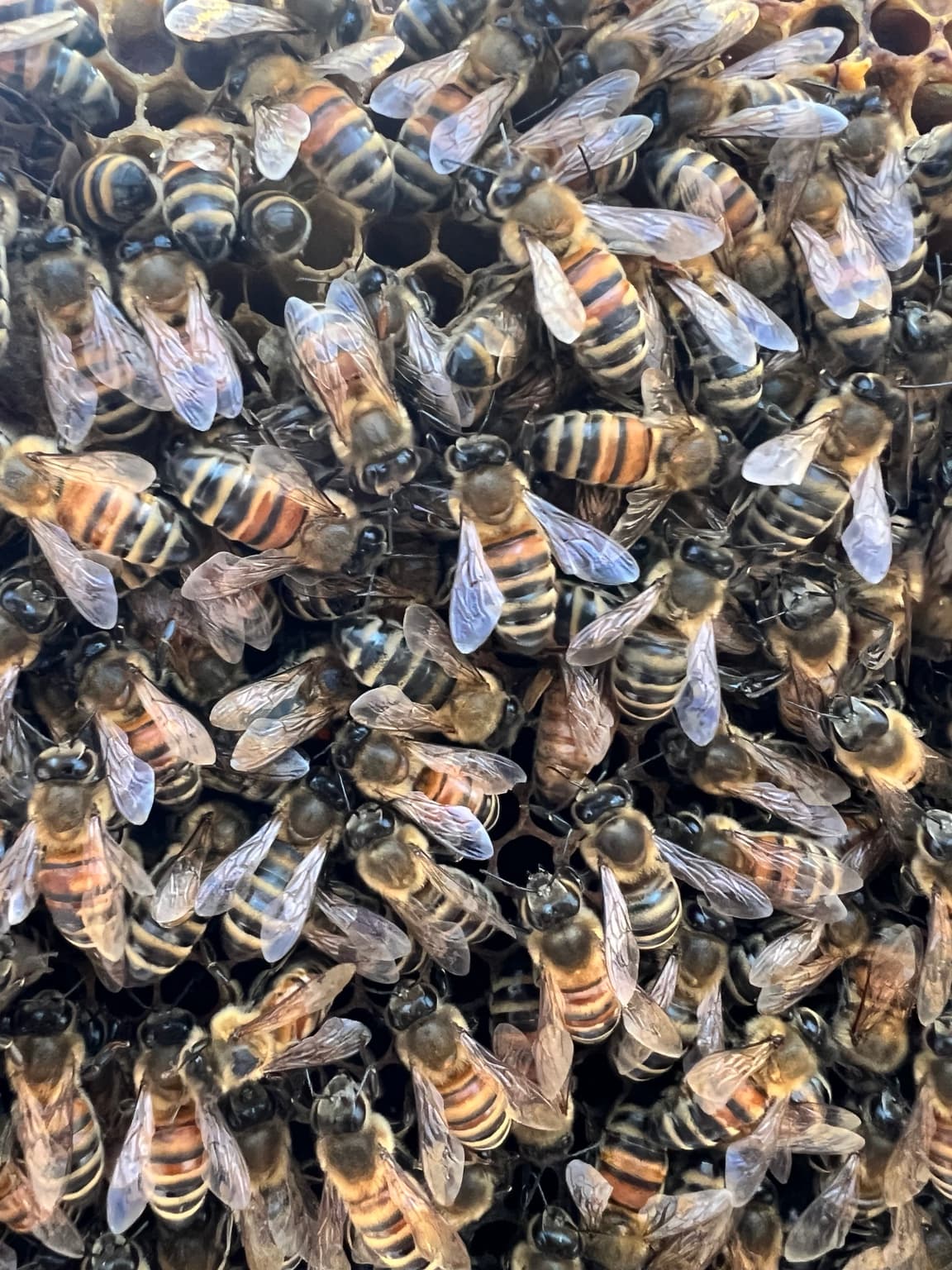 The Colony Is the Organism