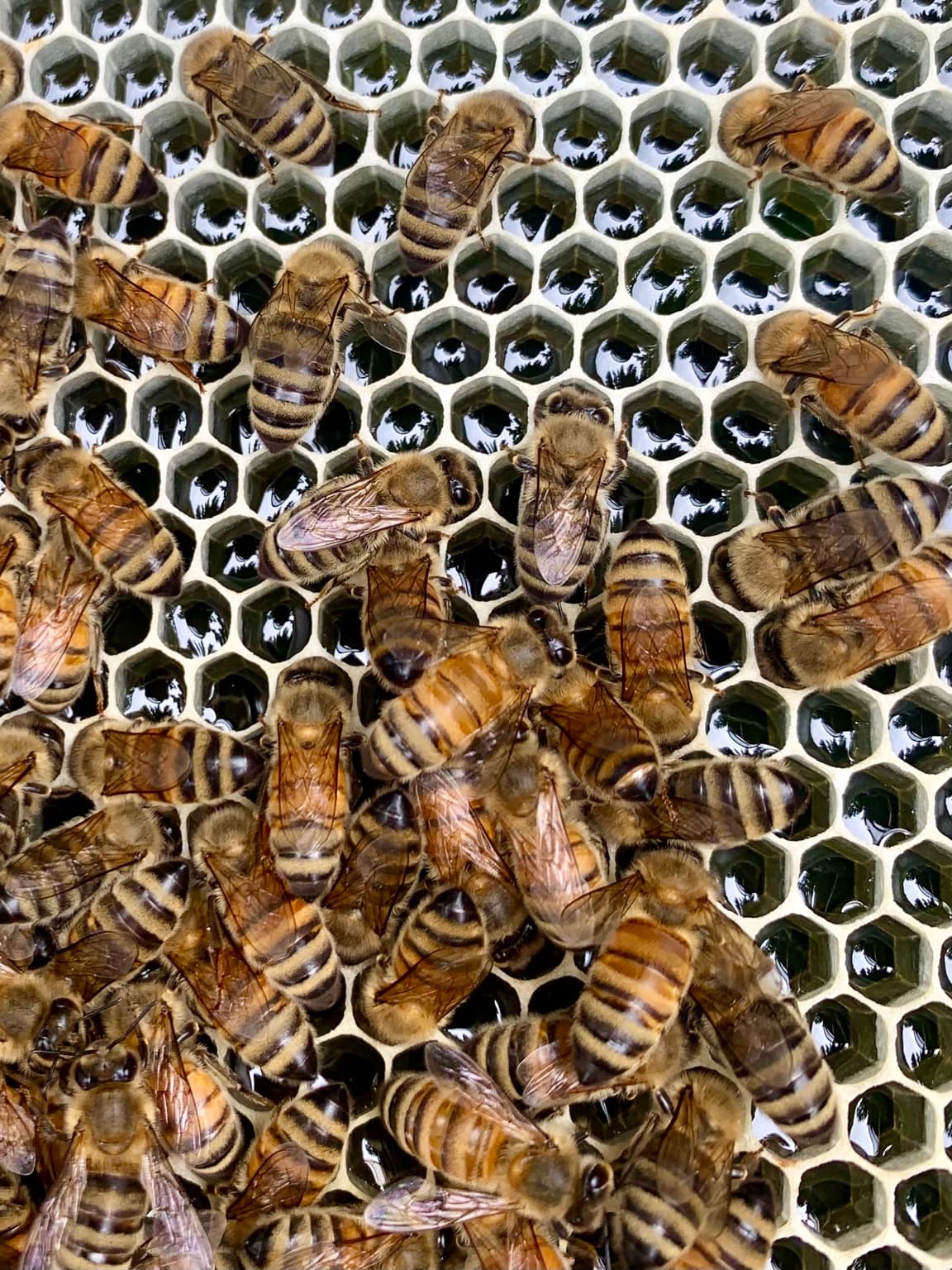 Pure Beeswax