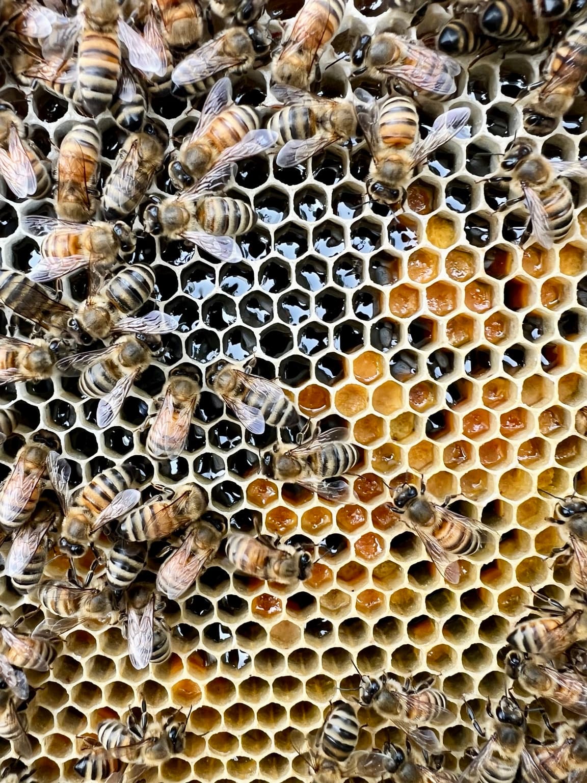A thriving open hive