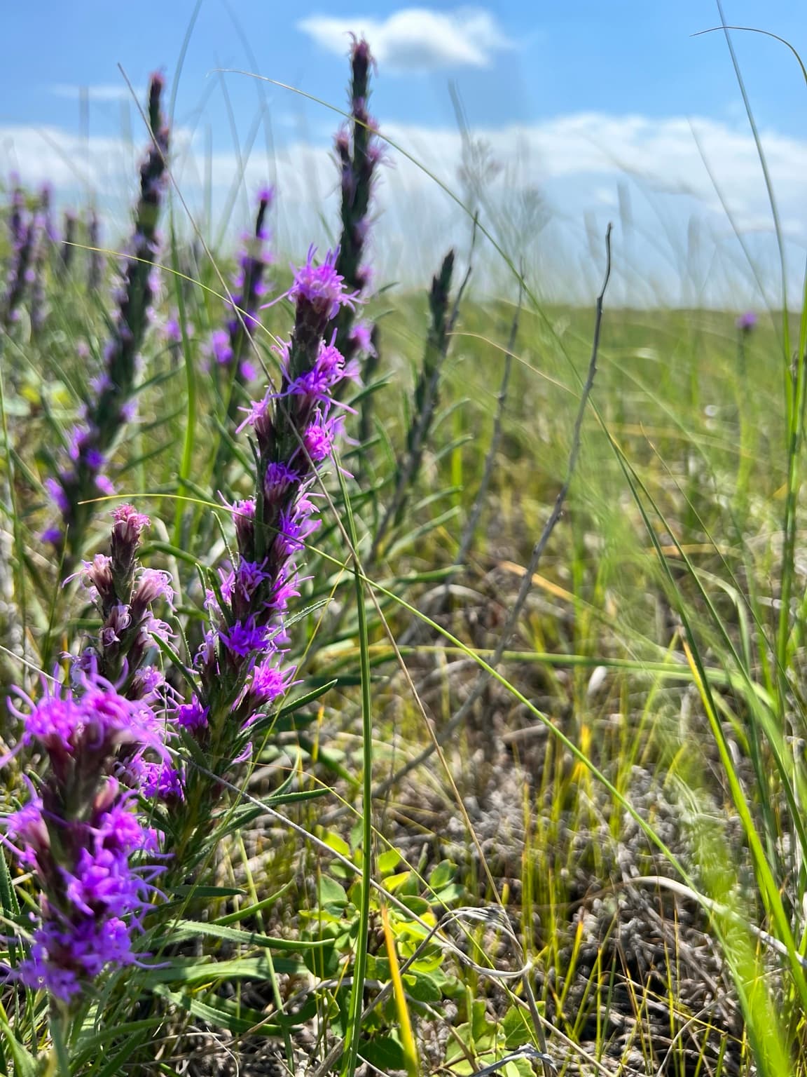 The Landscape Becomes the Harvest