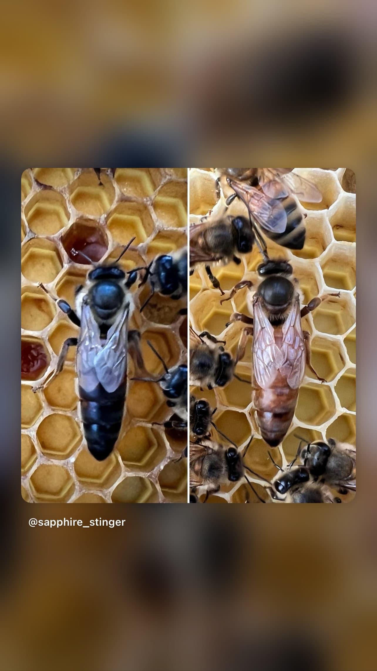 A Queen's First Days