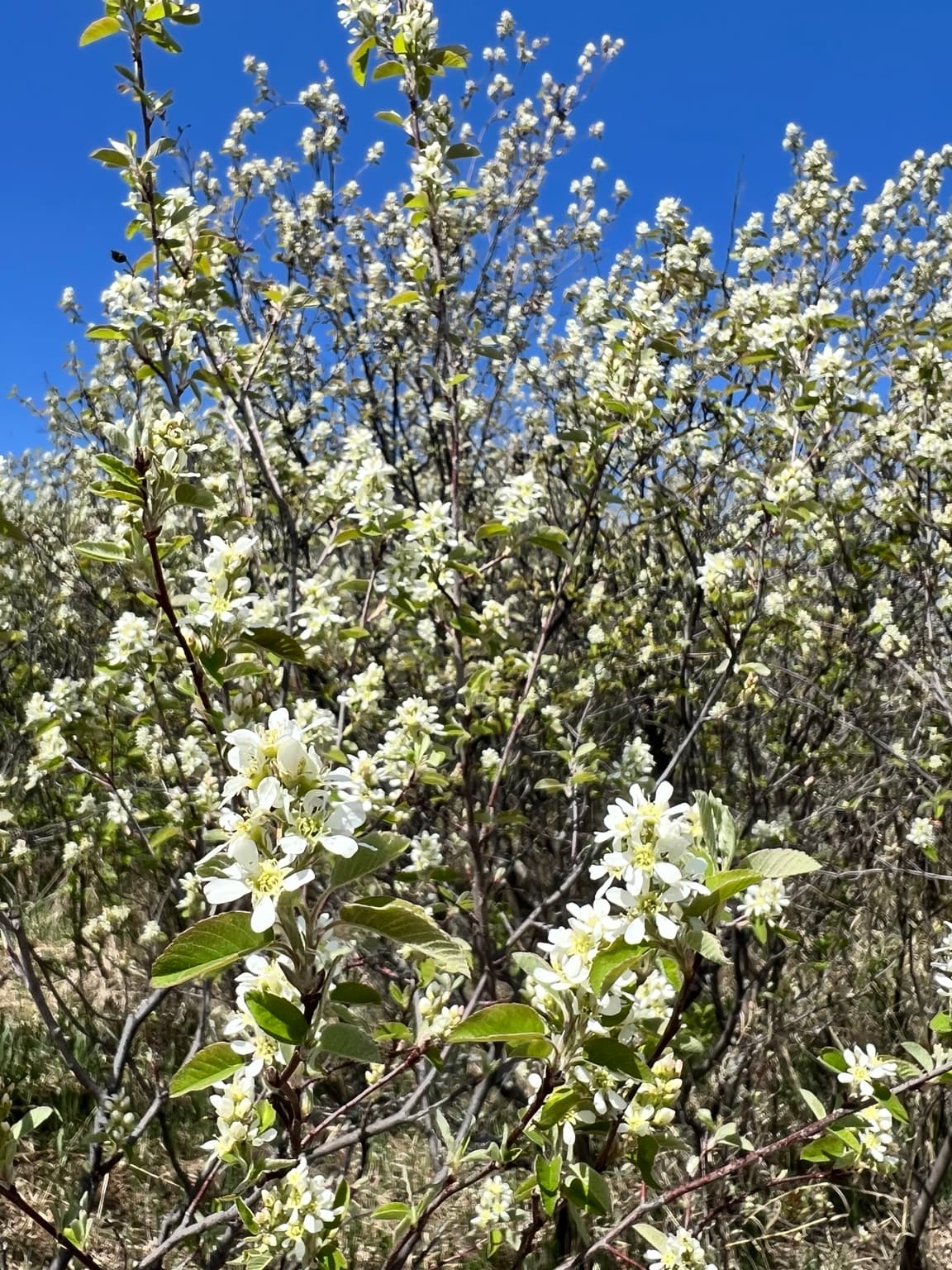 Saskatchewan blossoms beneath a blue sky
