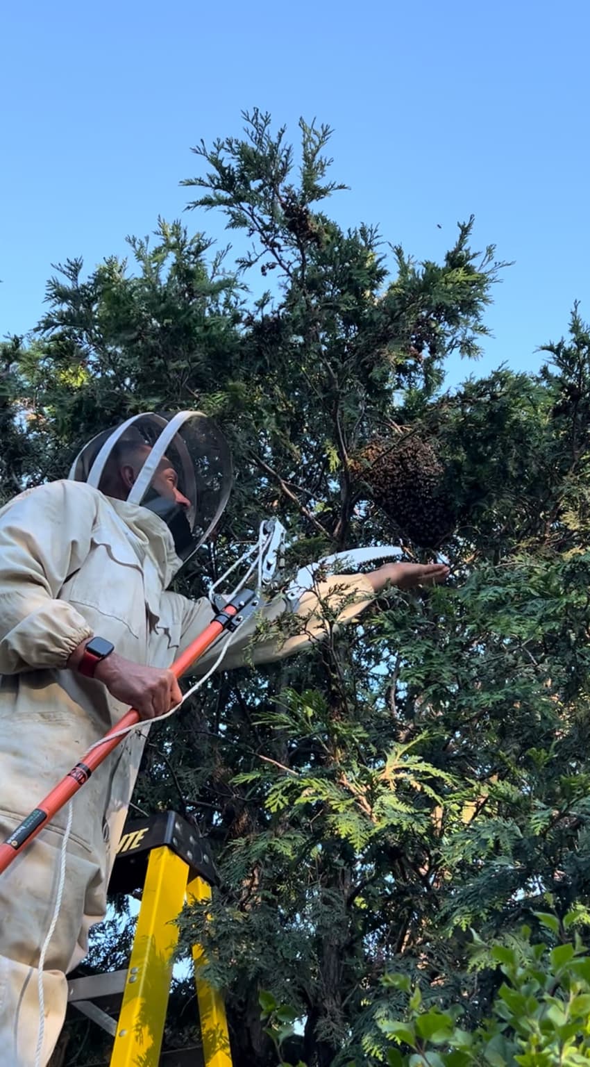 Adam carefully collecting a swarm from a cedar tree