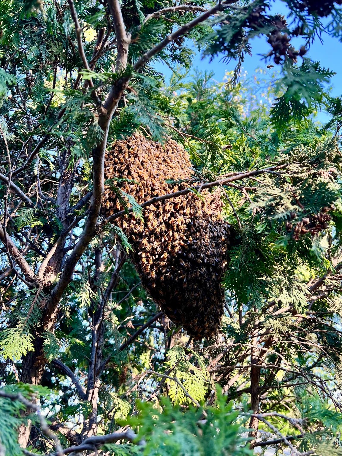Why Bees Swarm